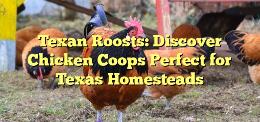 Texan Roosts: Discover Chicken Coops Perfect for Texas Homesteads 